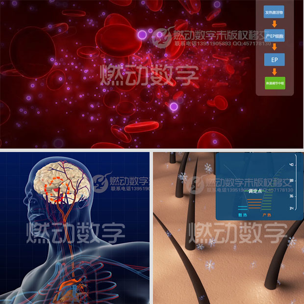 医学病理《发热过程》三维演示动画制作